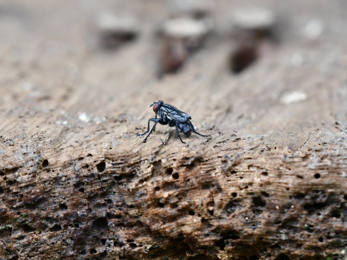 #56:
          Flesh Fly, Okinawa.
          f/ at mm - Shutter Speed: - ISO: